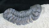 Bargain Phacops Speculator Trilobite Fossil #2525-2